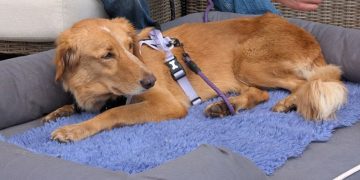 Lost dog returns home after swimming to island in 100-mile trip