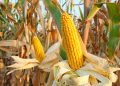 Corn Getting a Thursday Morning Bounce