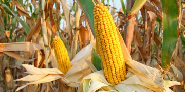 Corn Getting a Thursday Morning Bounce