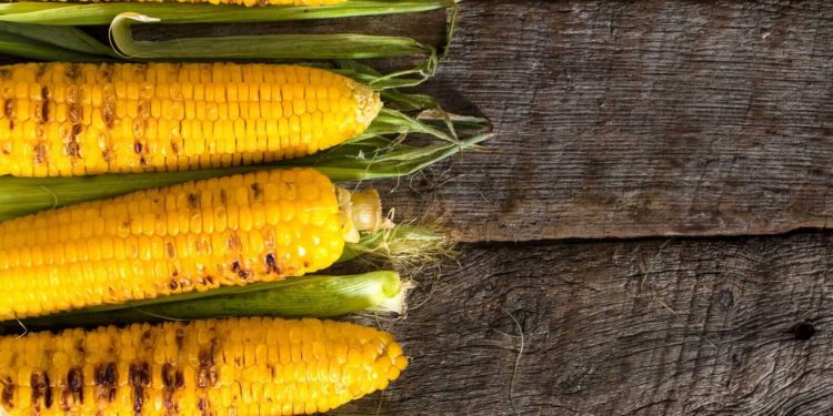 Corn Bulls Take a Breather on Thursday’s Pullback