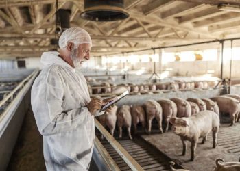 Hogs Falling Lower on Tuesday