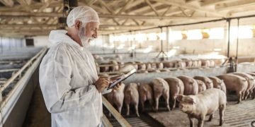 Hogs Falling Lower on Tuesday