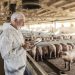 Hogs Falling Lower on Tuesday