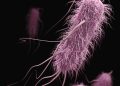 Stanford Evo 2 AI model generates phages against E. coli