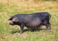 Hogs Holding Steady on Tuesday