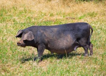 Hogs Holding Steady on Tuesday