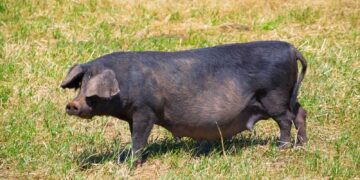 Hogs Holding Steady on Tuesday