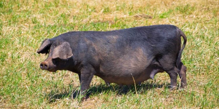 Hogs Holding Steady on Tuesday