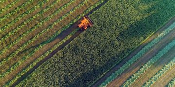 Agricultural harvesting at the last light of day, aerial view.